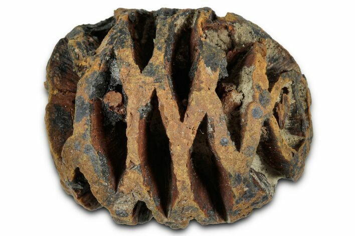 Fossil Pine Cone (Metasequoia) - Montana #352469